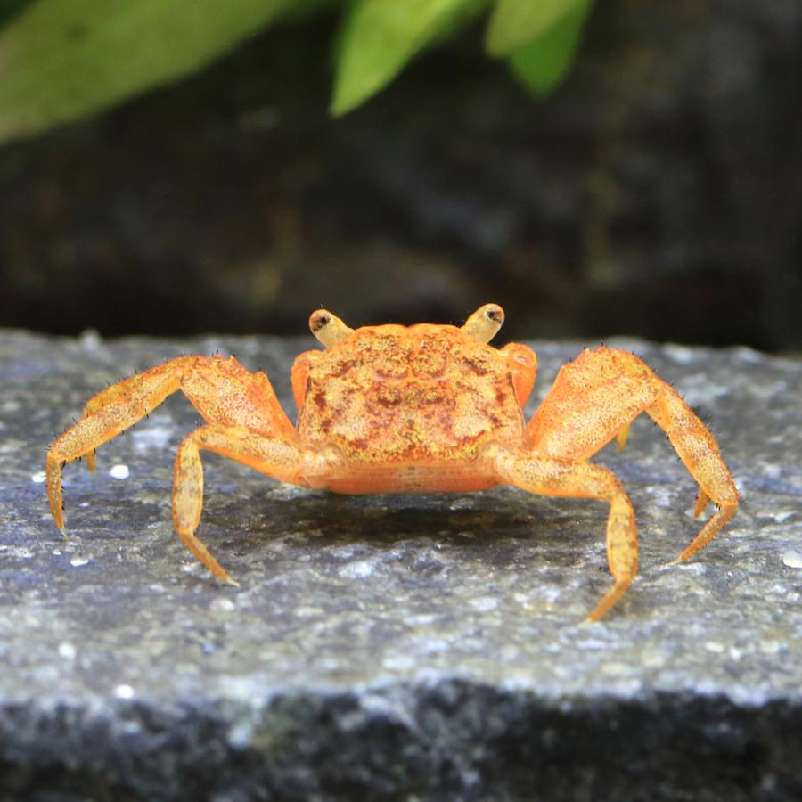 チャーム（charm） （エビ・カニ）レッドルビーカーニバル・クラブ（1