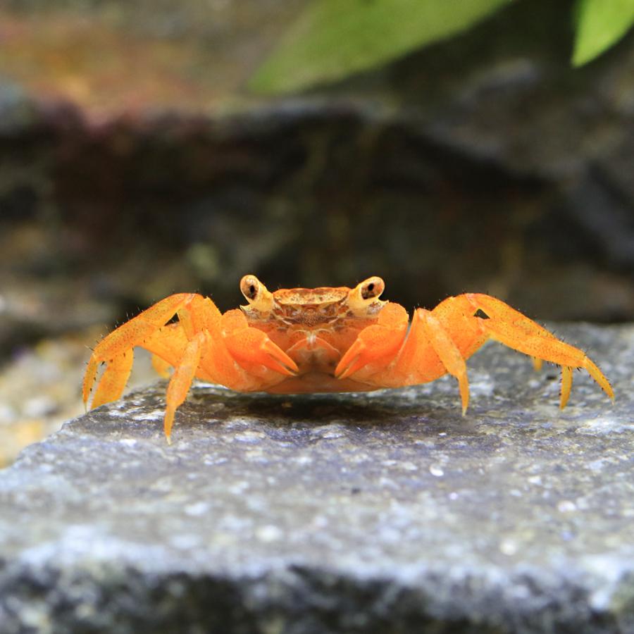 チャーム（charm） （エビ・カニ）レッドルビーカーニバル・クラブ（3