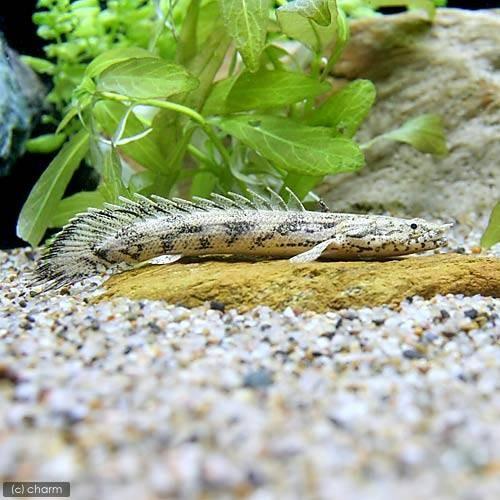 熱帯魚）ポリプテルス・エンドリケリー・エンドリケリー S  