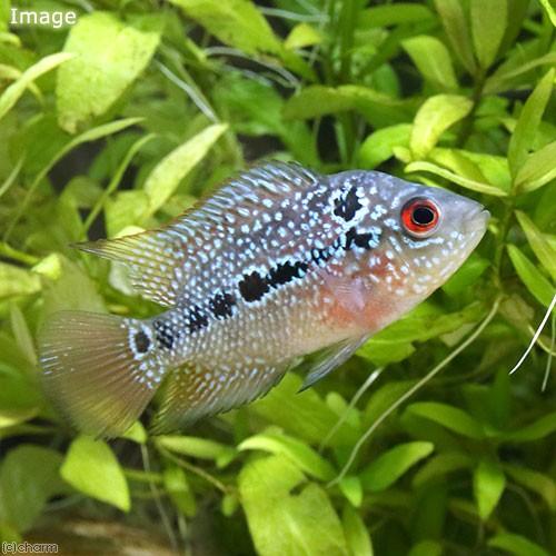 引取限定　熱帯魚　フラワーホーン　キングカムファ チャーム（charm） （熱帯魚）フラワーホーン キングカムファ Sサイズ