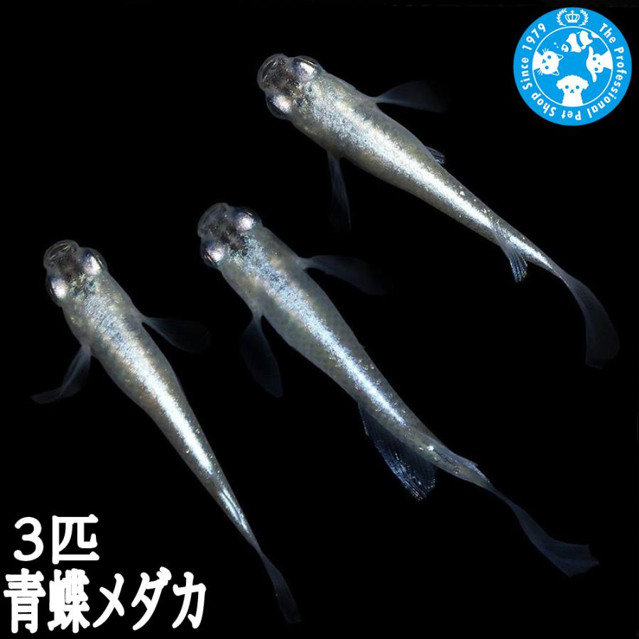 めだか）青蝶メダカ（3匹） : チャーム charm ヤフー店 - 通販