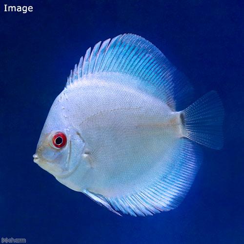 ディスカス　ホワイトダイヤモンド　3匹 ディスカス ホワイトダイヤモンド 3匹