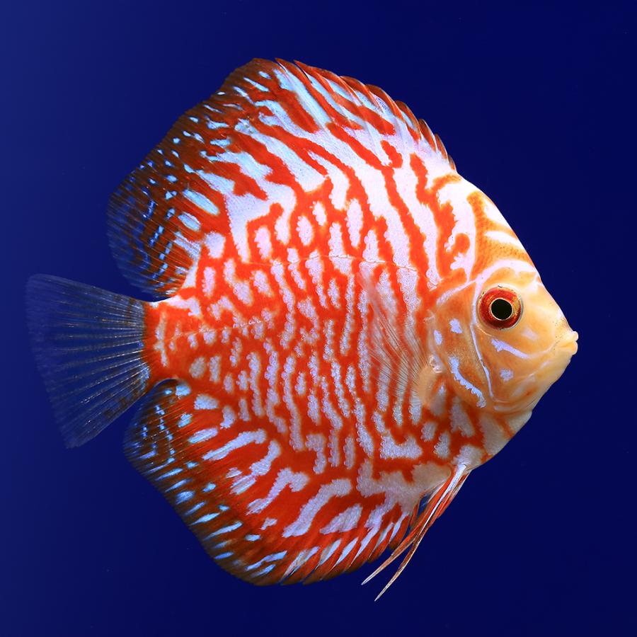 チャーム（charm） （熱帯魚）ポルカドットラフレシア・ディスカス（S