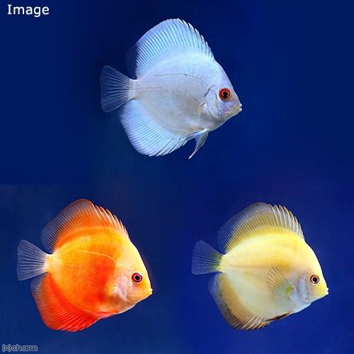 （熱帯魚）ディスカス３種　Ｄセット（Ｓサイズ）（各１匹）　北海道・九州航空便要保温