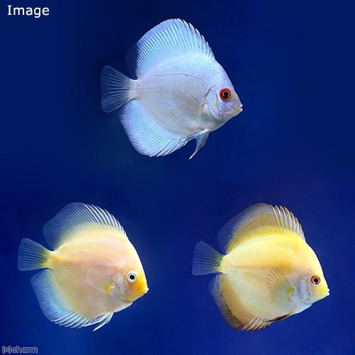 （熱帯魚）ディスカス３種　Ａセット（Ｓサイズ）（各１匹）　北海道・九州航空便要保温