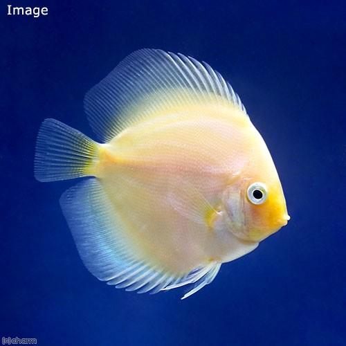 チャーム（charm） （熱帯魚）ホワイトダイヤモンド・ディスカス（S