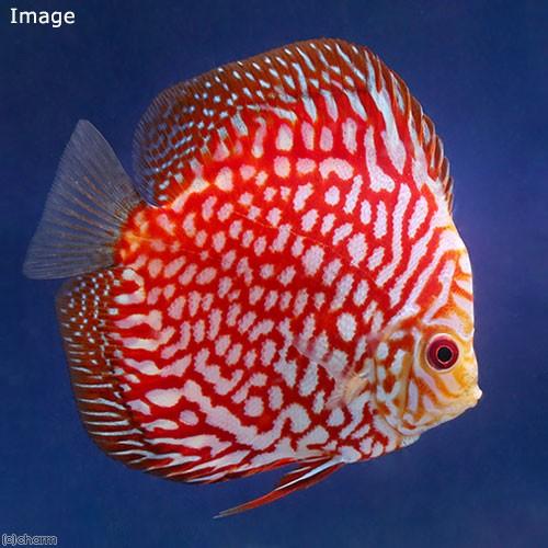 ディスカス パールラフレシア 5匹