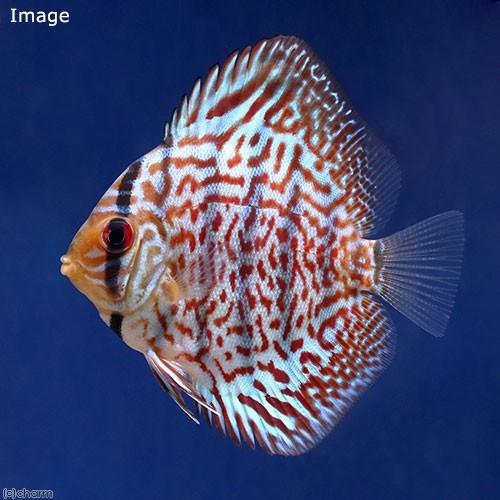 超新作 の 熱帯魚 レオパードスキン ディスカス ｓサイズ ３匹 沖縄別途送料 Charm 北海道 九州航空便要保温 チャーム Charm 店 チャーム 通販 熱帯魚 魅了低価格 の