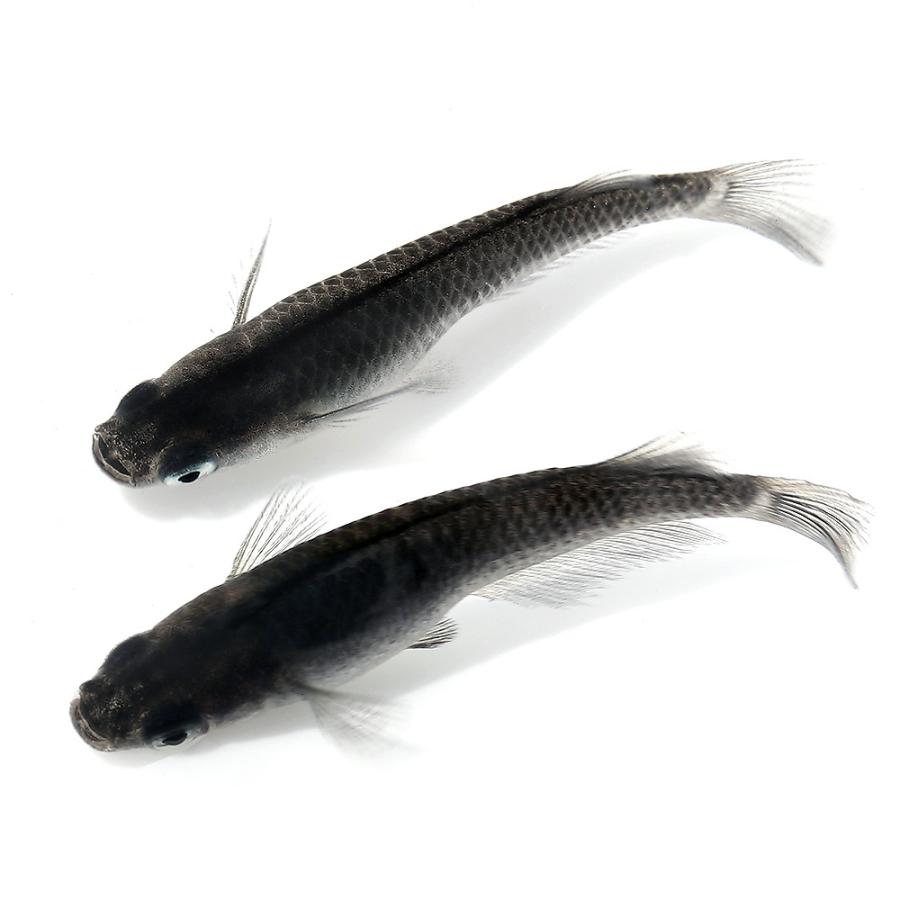 めだか 黒豆メダカ ３匹 チャーム Charm Paypayモール店 通販 Paypayモール