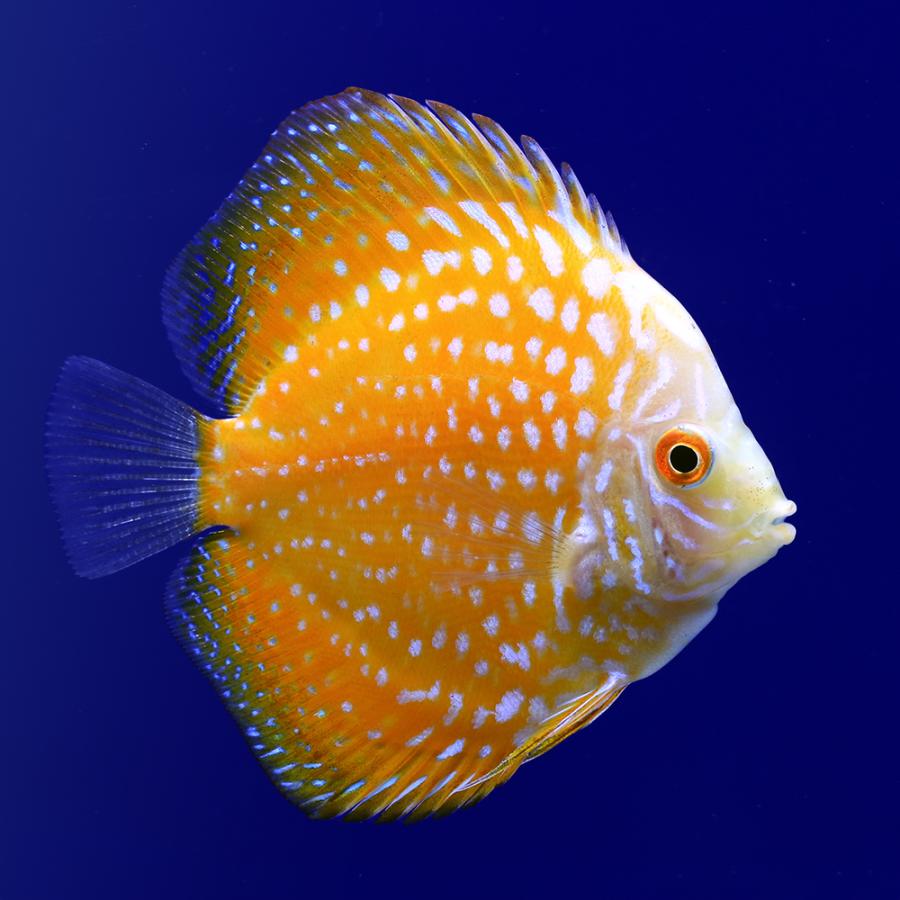 チャーム（charm） （熱帯魚）ゴールデンラフレシア・ディスカス（S