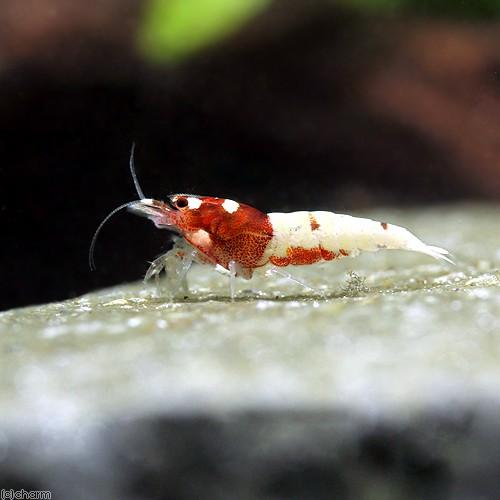 一括購入割引 エビ レッドピントシュリンプ １０匹 沖縄別途送料 北海道 九州 沖縄航空便要保温 チャーム Charm Paypayモール店 通販 Paypayモール セール特典あり Murad Com Jo