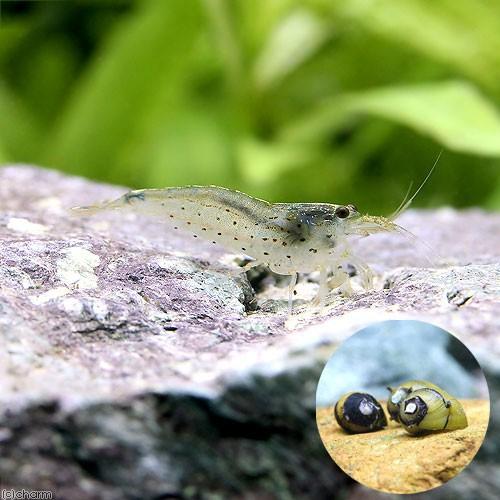 石巻貝 卵 対策