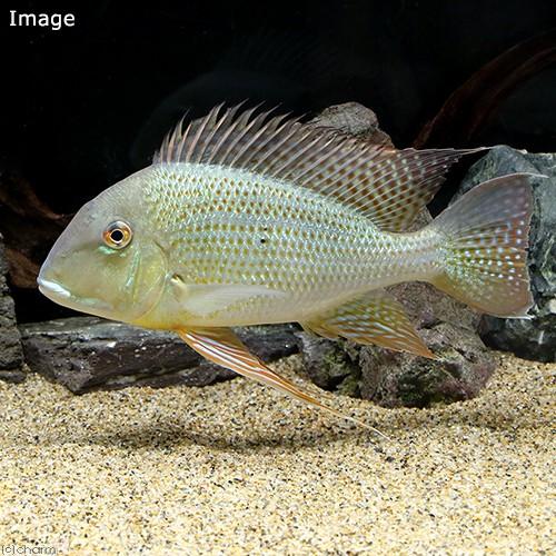 熱帯魚）レッド・ゲオファーガス Lサイズ（台湾ブリード）（1匹 