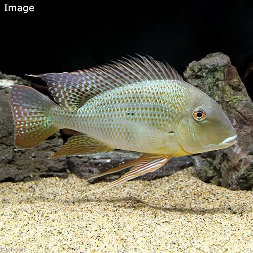 熱帯魚）レッド・ゲオファーガス Lサイズ（台湾ブリード）（1匹 