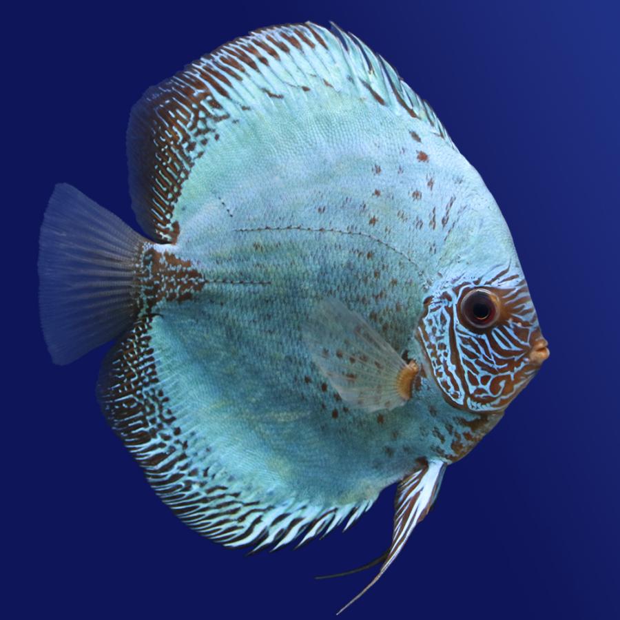 熱帯魚）フルカラーブルースコーピオン・ディスカス（Mサイズ）（1匹