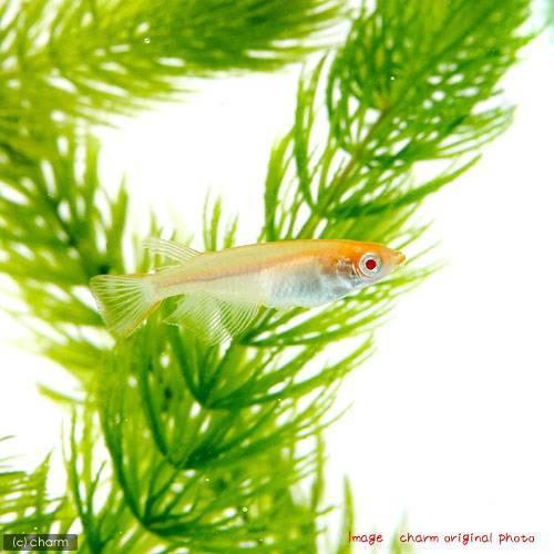 めだか アルビノ楊貴妃メダカ ５匹 チャーム Charm Paypayモール店 通販 Paypayモール