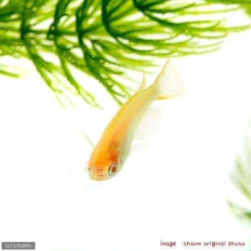 めだか アルビノ楊貴妃メダカ ５匹 チャーム Charm Paypayモール店 通販 Paypayモール