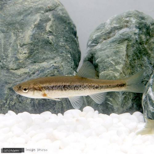時間指定不可 淡水魚 アブラハヤ ５匹 2 650円 Aynaelda Com
