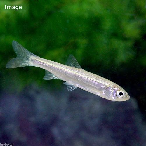 送料関税無料 淡水魚 ウグイ ｓサイズ ５匹 1 380円 Aynaelda Com