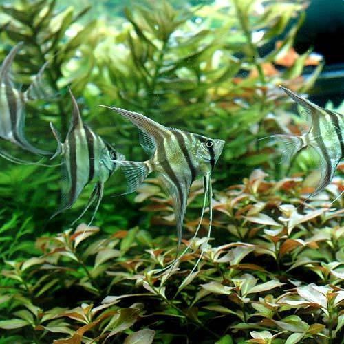 熱帯魚）アルタム・エンゼルフィッシュ コロンビア Mサイズ（ワイルド