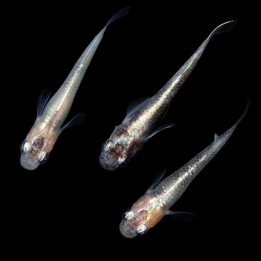 めだか 金色夜叉めだか チャーム ａ ｓグレード ３匹 沖縄別途送料 チャーム メダカ Charm 店 観賞魚生体 通販