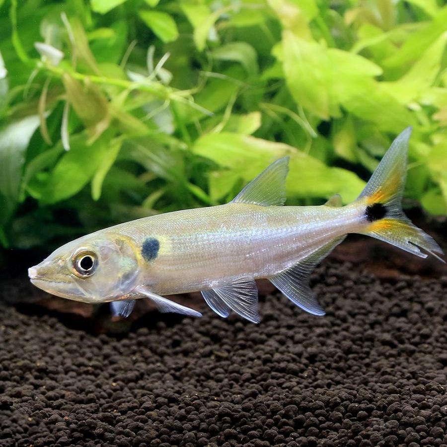 熱帯魚）レッドフィントーピードパイク・カラシン コロンビア