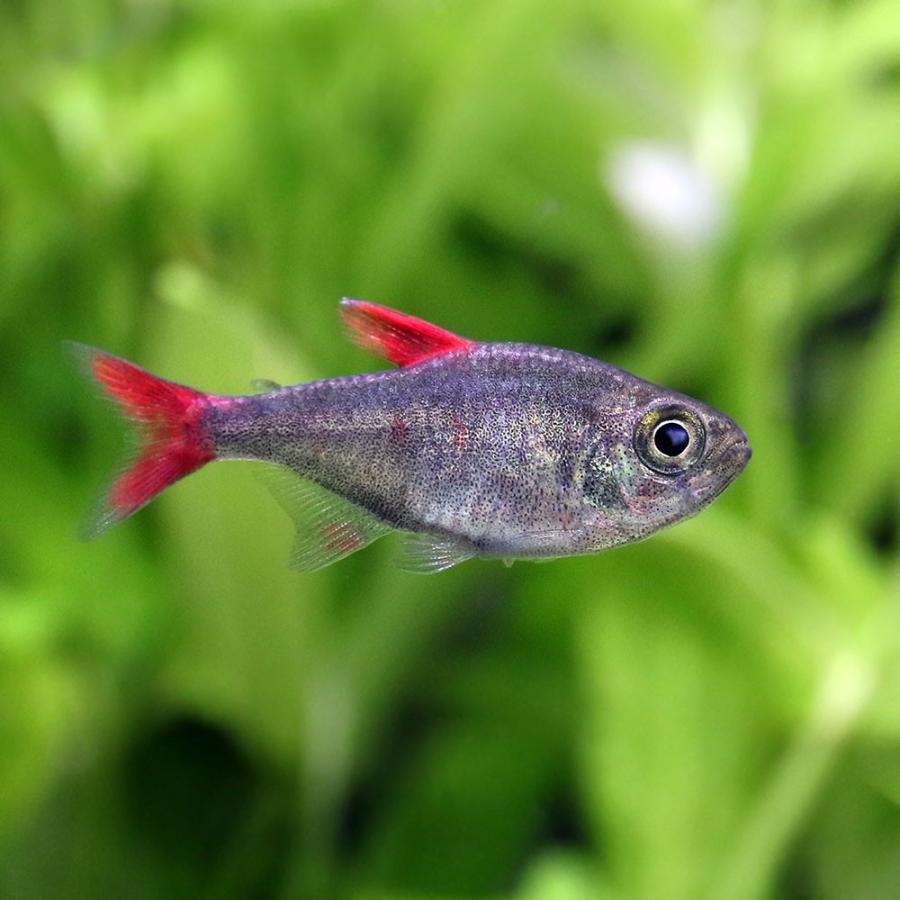 （熱帯魚）ハイフェソブリコン・エイリョス（ワイルド）（３匹）　北海道・九州航空便要保温｜chanet