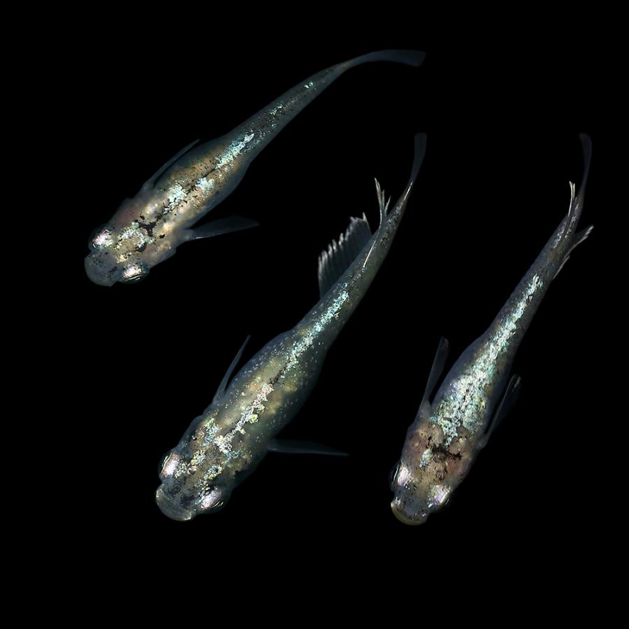 めだか 緑光系鋼メダカ １匹 チャーム Charm Paypayモール店 通販 Paypayモール