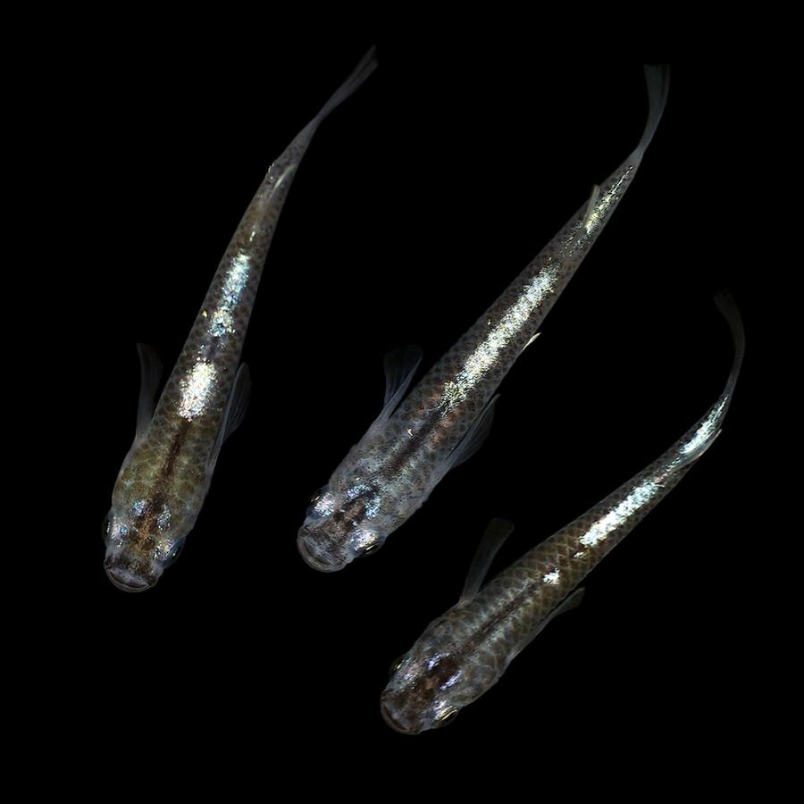 めだか 歌舞伎メダカブルー カブキめだかブルー １匹 Thenicovid19results Com