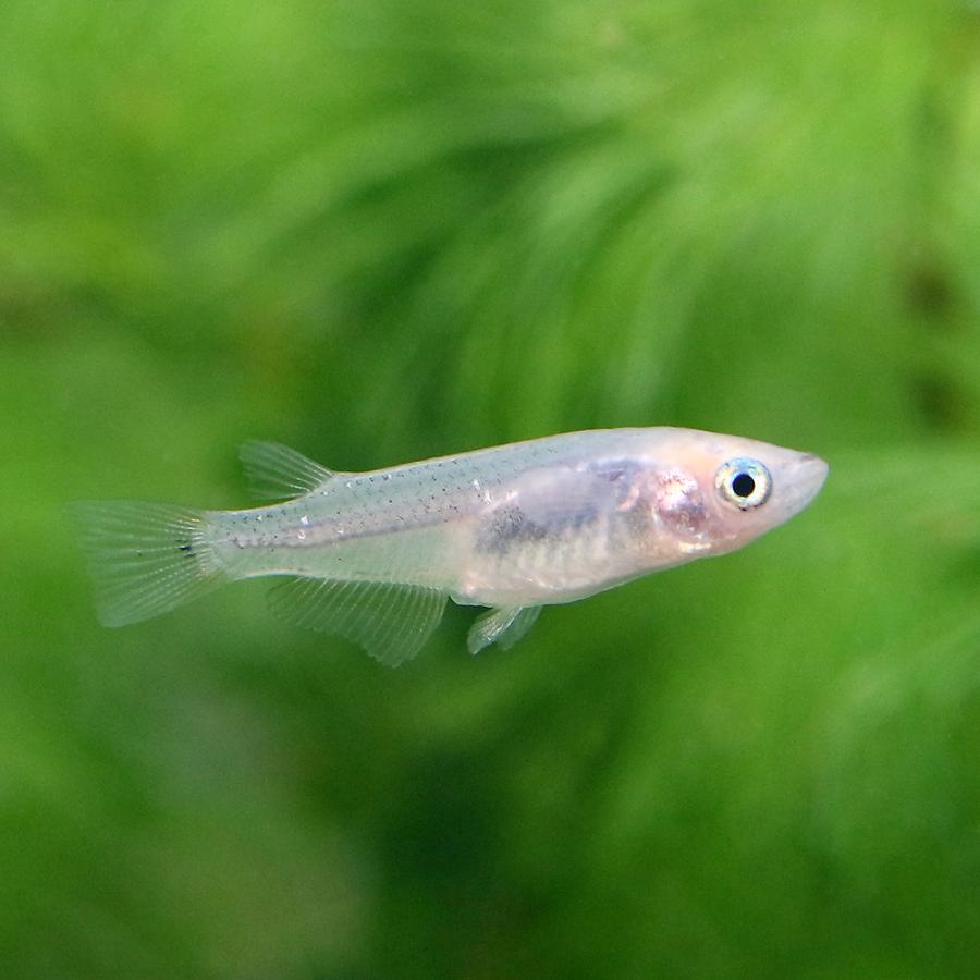 めだか 羆メダカ ３匹 チャーム Charm Paypayモール店 通販 Paypayモール