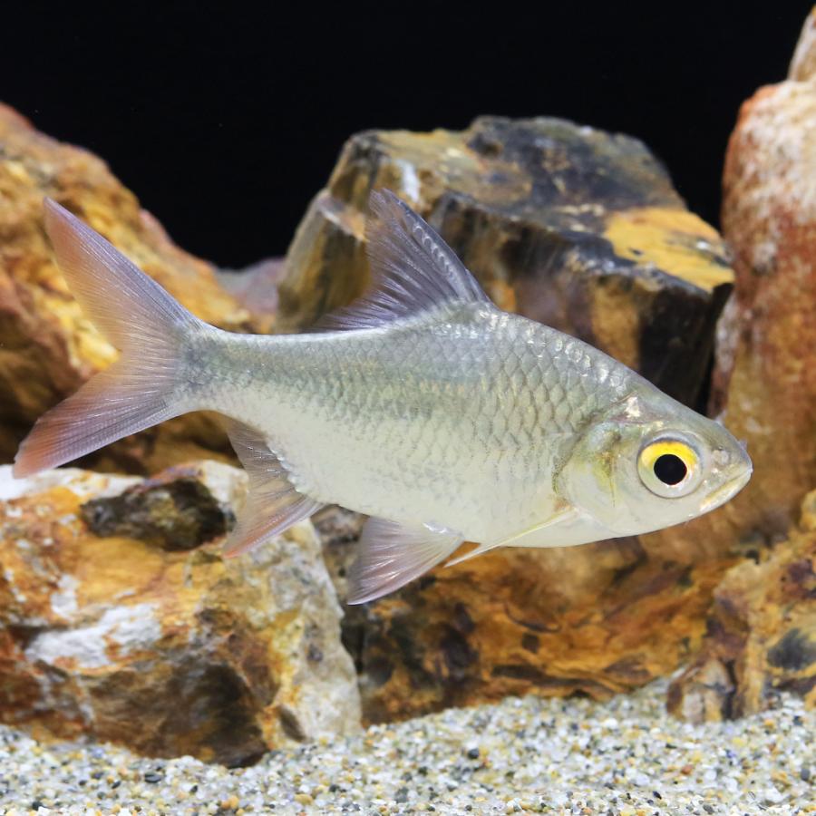 専用商品K-10480 玉乗り猫チャーム(海 熱帯魚 琉球ガラス) チャーム（charm） （熱帯魚）レッドフィンバルブ（1匹） 北海道航空
