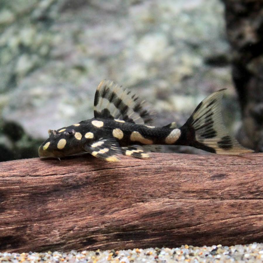 ディスカス ワイルド ラーゴパラコニ 残り1匹