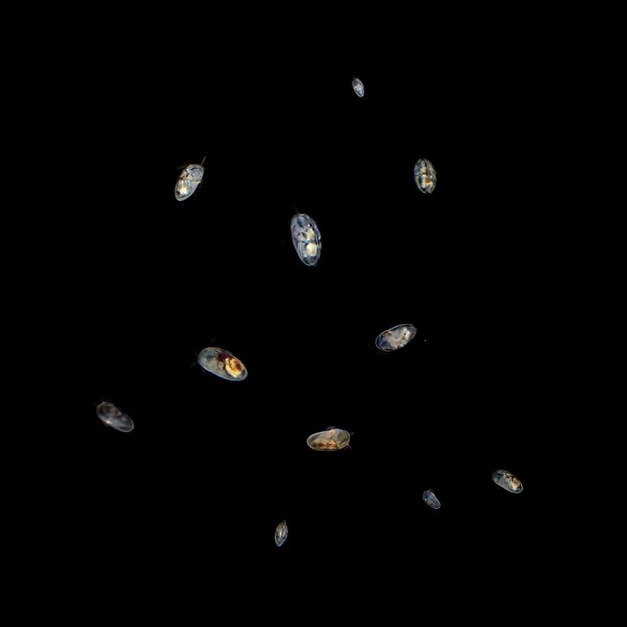 生餌 カイミジンコ入り飼育水 約３００匹前後 ５００ｍｌ ３本セット チャーム Charm Paypayモール店 通販 Paypayモール