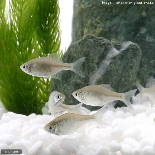 淡水魚 ニッポンバラタナゴ ５匹 チャーム Charm Paypayモール店 通販 Paypayモール