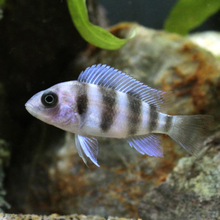 熱帯魚 キフォティラピア ギベローサ ブルーカパンパ ｓサイズ ブリード １匹 北海道 九州航空便要保温