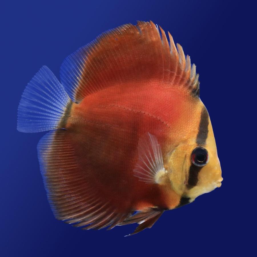 （熱帯魚）サンメラー・ディスカス（Ｓサイズ）（１匹）　北海道・九州航空便要保温 | 