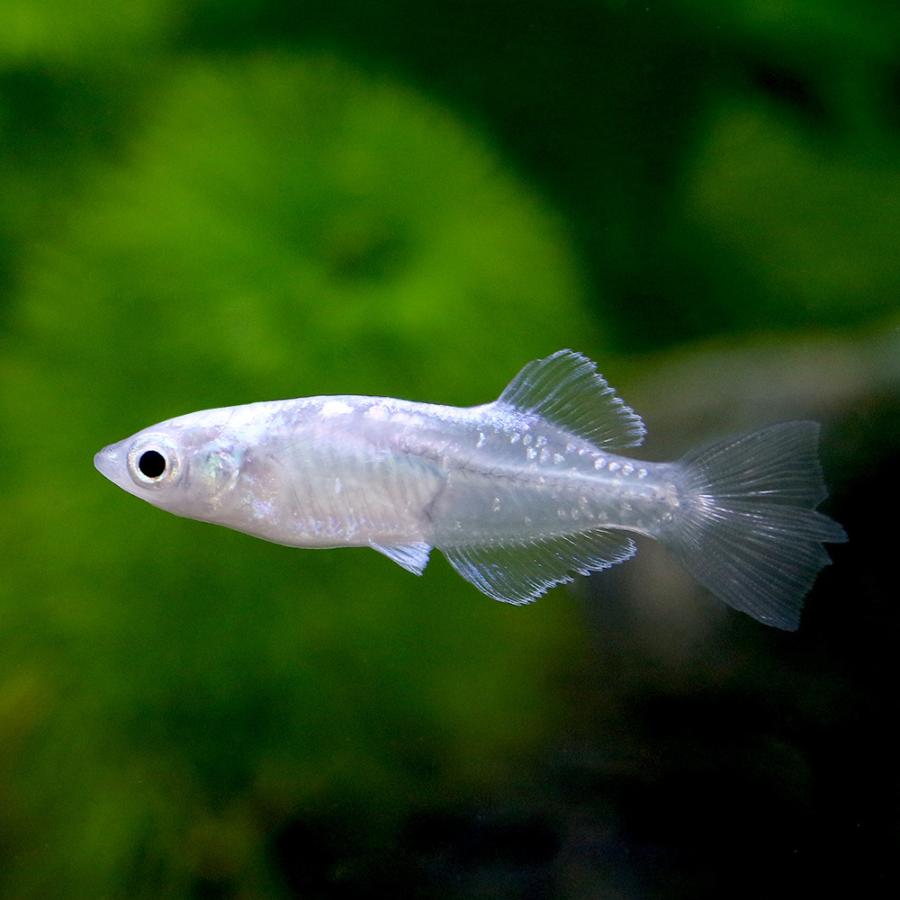 完全送料無料 めだか よりなし 無選別 ドラゴンブルーメダカ ５匹 1 810円 Aynaelda Com