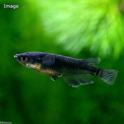 めだか 黒豆メダカ 人気大割引 １ペア