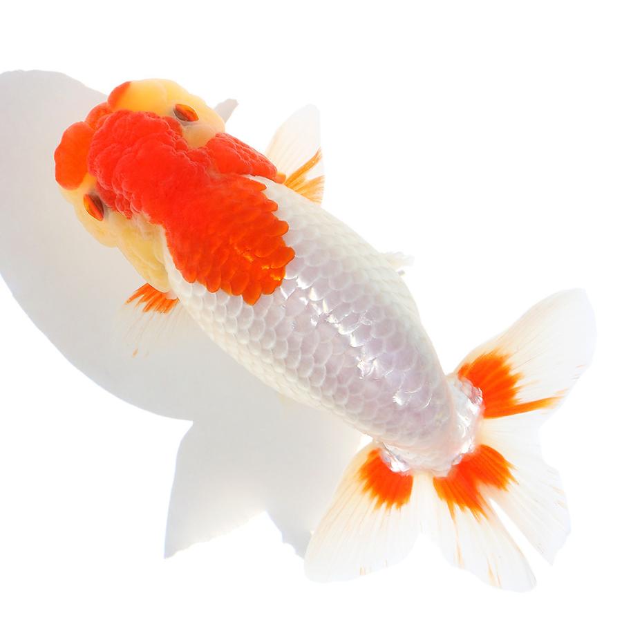 値引 国産金魚 一点物 ランチュウ １０ｃｍ １匹 沖縄別途送料 人気ブランド Tv Creativetalentnetwork Com