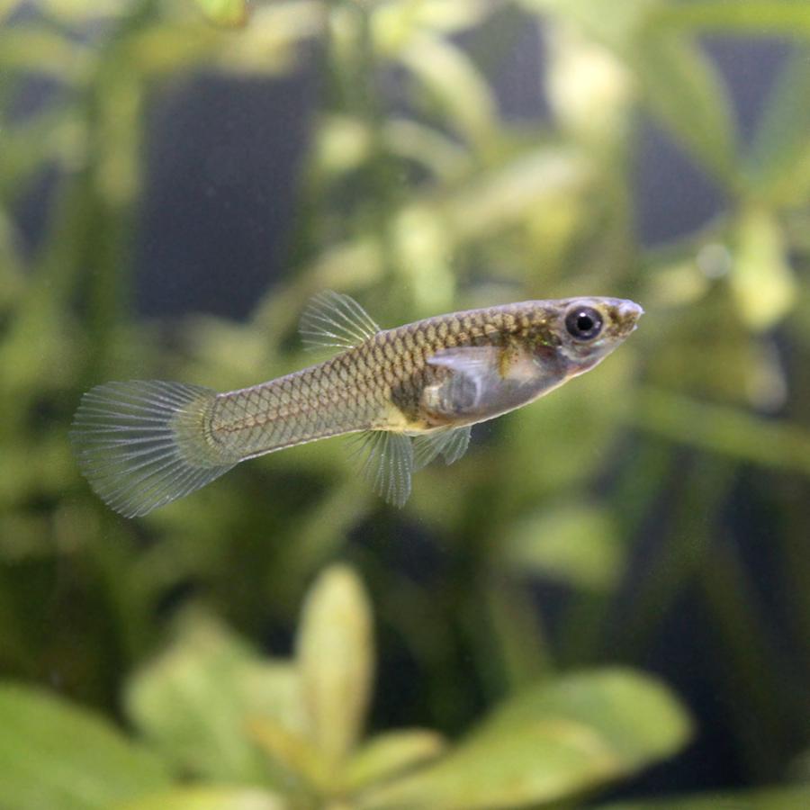 熱帯魚 ワイルド グッピー コロンビア産 国産ブリード ３ペア 北海道航空便要保温 チャーム Charm Paypayモール店 通販 Paypayモール