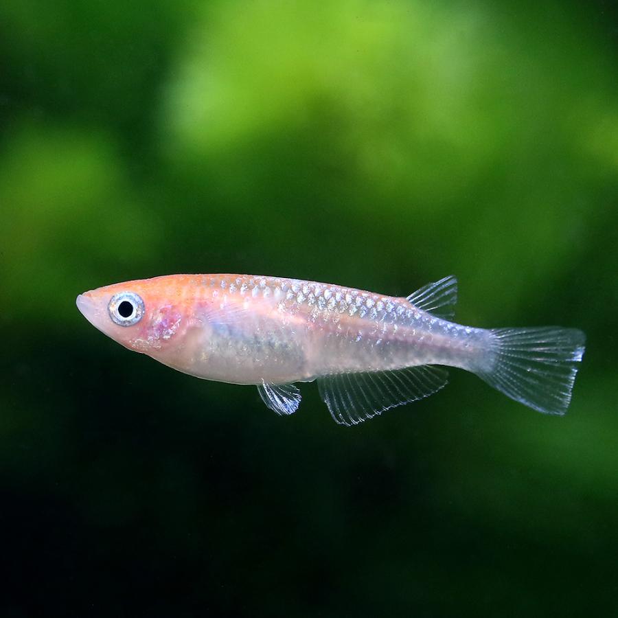 めだか 紅灯メダカ １ペア チャーム Charm Paypayモール店 通販 Paypayモール