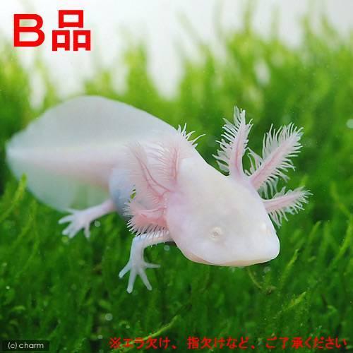 両生類）（B品）ウーパールーパー アルビノ Mサイズ CB個体（1匹