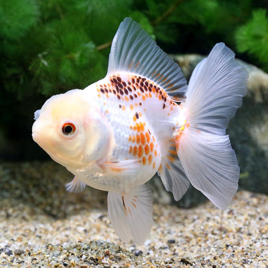 金魚 一点物 オランダシシガシラ ローズテール 中国産 ８ｃｍ １匹 沖縄別途送料 チャーム Charm Paypayモール店 通販 Paypayモール