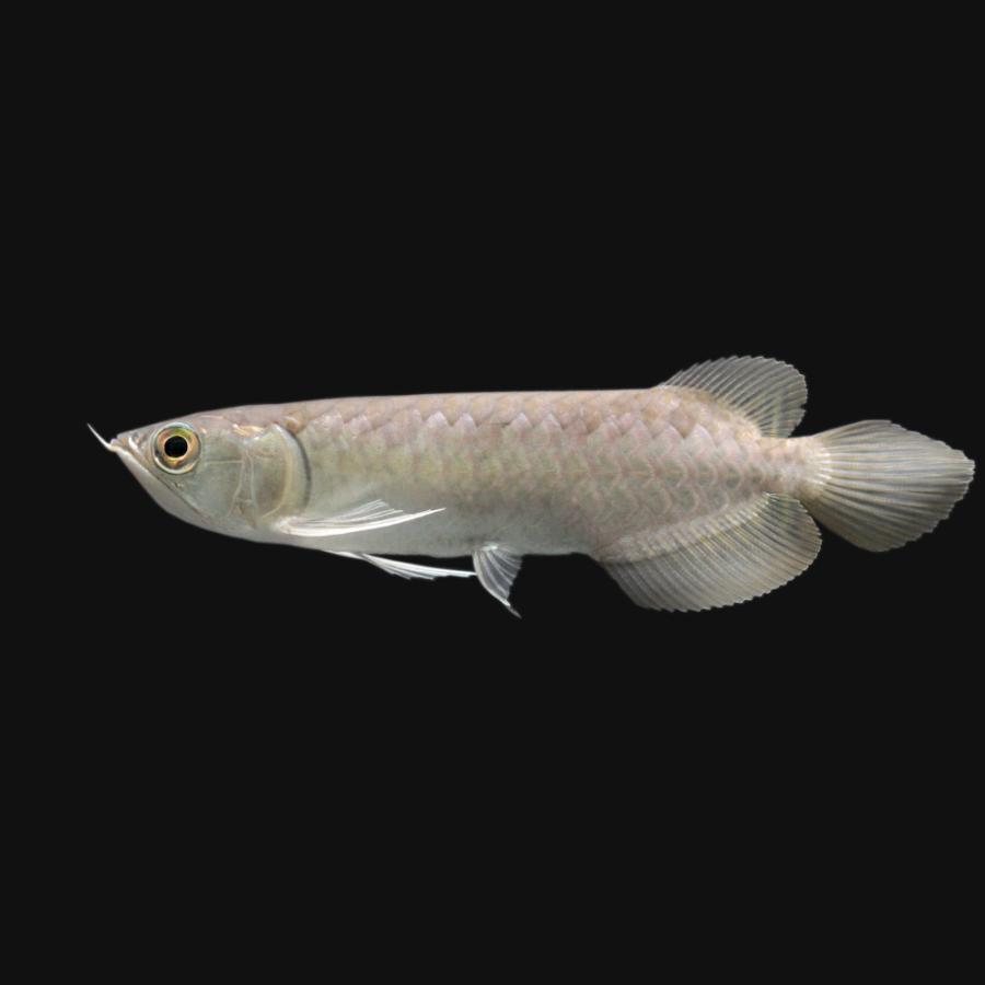 最新の激安 熱帯魚 一点物 カラクサグリーンアロワナ チタニウムゴールデン ｘｉａｎｌｅｎｇ産 証明書付 １匹 沖縄別途送料 北海道 九州航空便要保温 激安ブランド Zoetalentsolutions Com