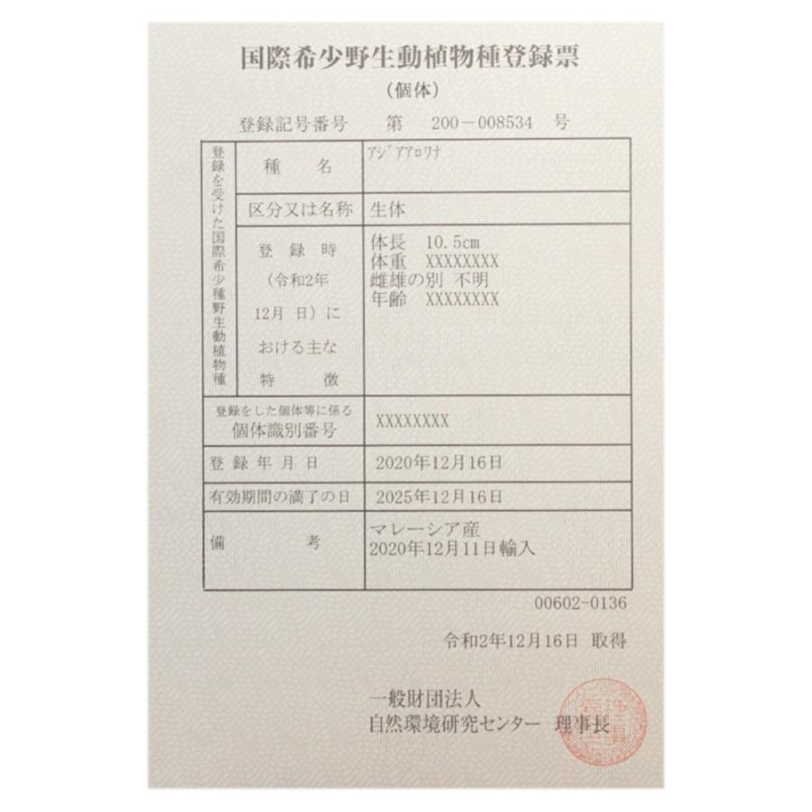 チャーム 沖縄別途送料 アジアアロワナ Charm 店 ｘｉａｎ 観賞魚生体 Charm チャーム 熱帯魚 一点物 ｌｅｎｇ産 証明書付 １匹 通販 グリーンアロワナ 北海道 九州航空便要保温