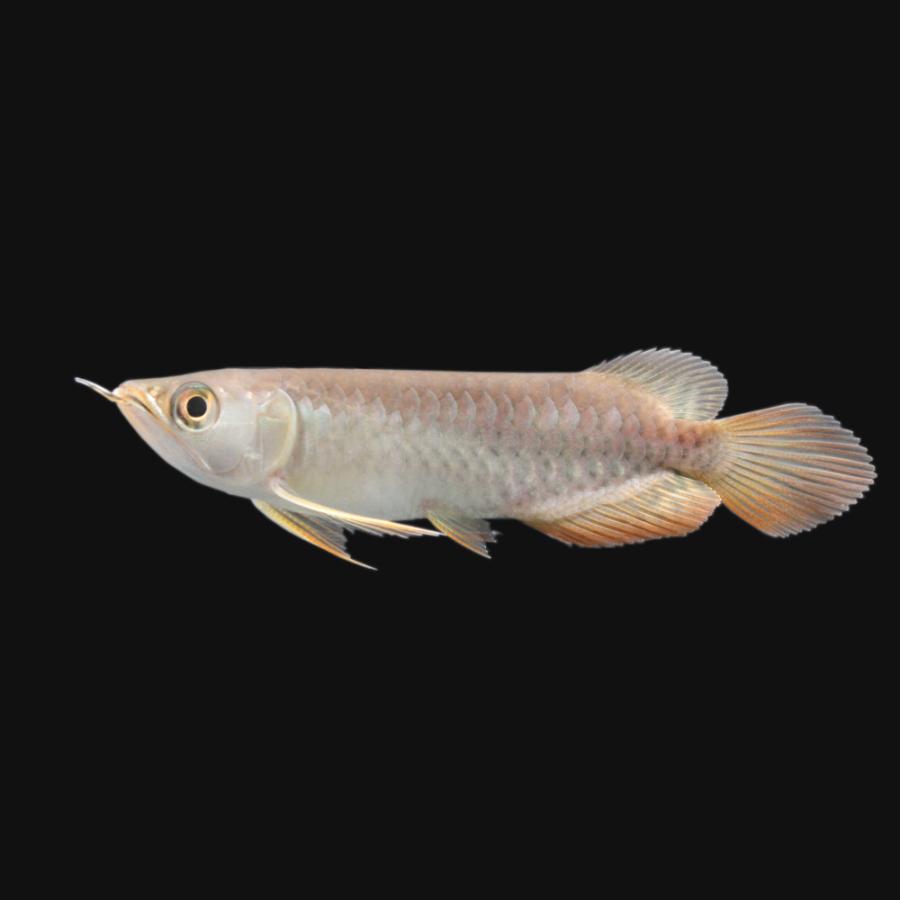 内祝い 熱帯魚 一点物 アジアアロワナ レッドテールゴールデン 紅尾金龍 ｘｉａｎｌｅｎｇ産 証明書付 １匹 沖縄別途送料 北海道 九州航空便要保温 55 以上節約 Zoetalentsolutions Com