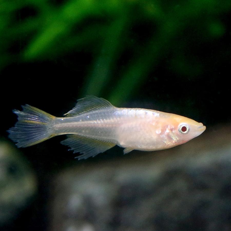 めだか 卑弥呼ヒカリメダカ １ペア チャーム Charm Paypayモール店 通販 Paypayモール