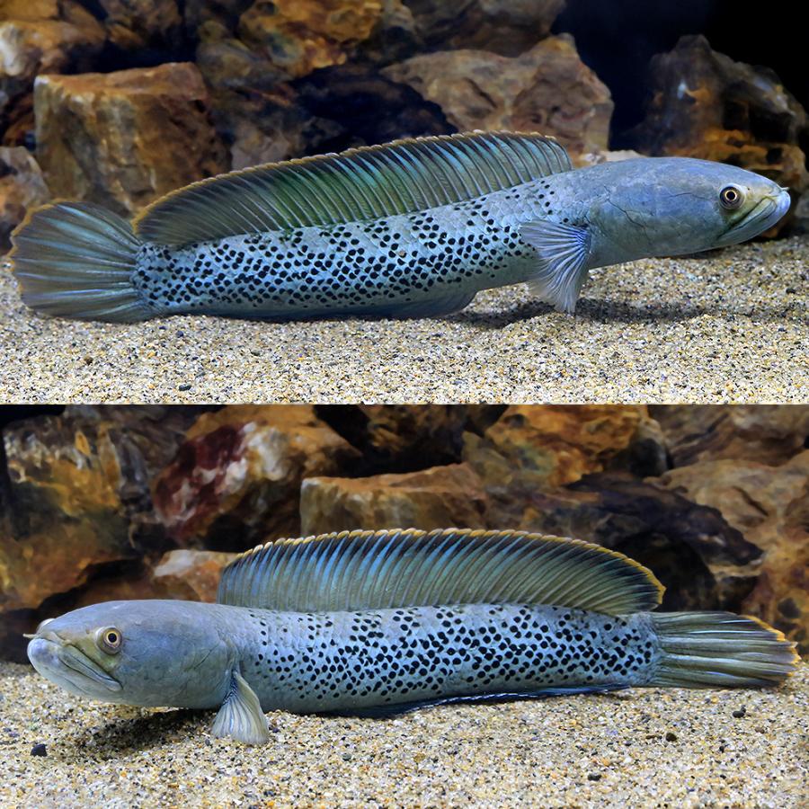 熱帯魚 ﾁｬﾝﾅspﾌﾞﾗｯｸﾀﾞｲﾔﾓﾝﾄﾞ