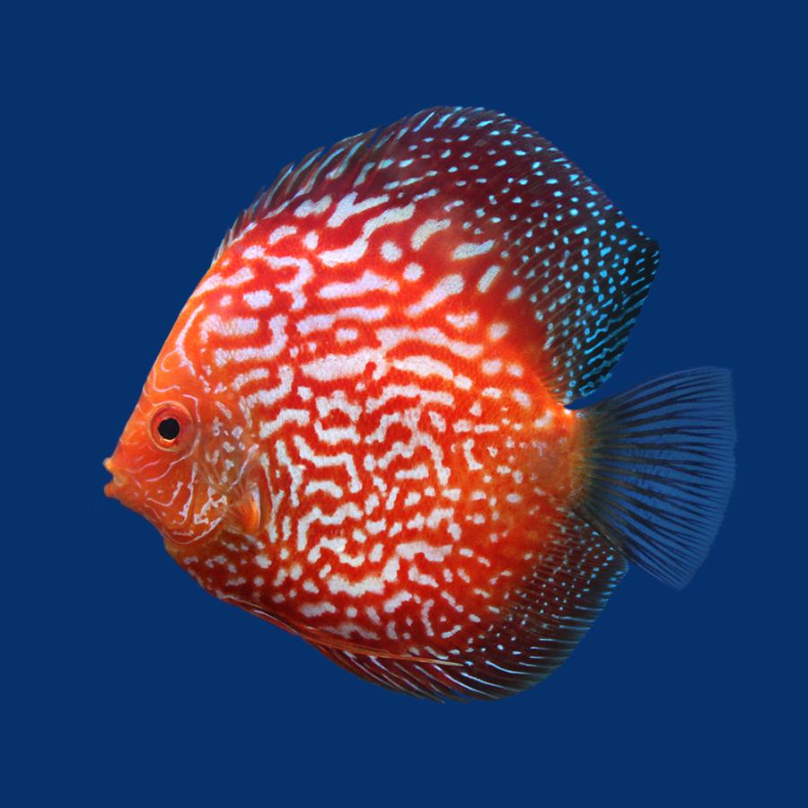 （熱帯魚）ルビースネークピジョン・ディスカス（Ｍサイズ）（１匹）　北海道航空便要保温　沖縄別途送料