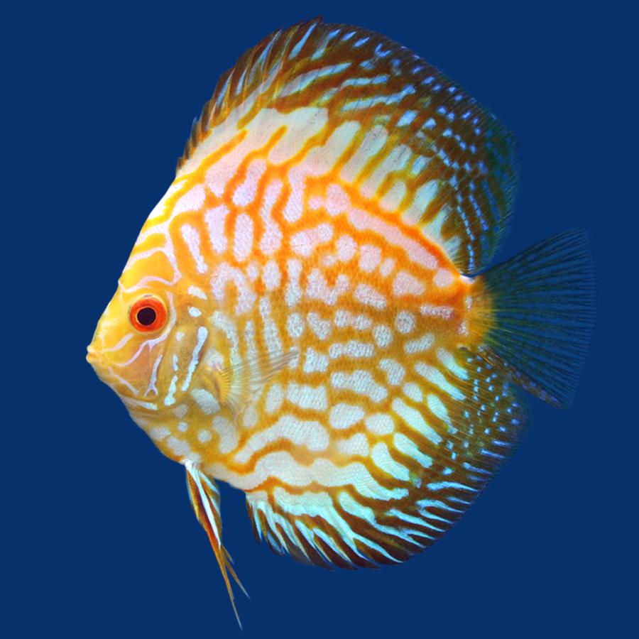 激安格安割引情報満載 熱帯魚 ゴールデンラフレシア ディスカス Mサイズ １匹 北海道航空便